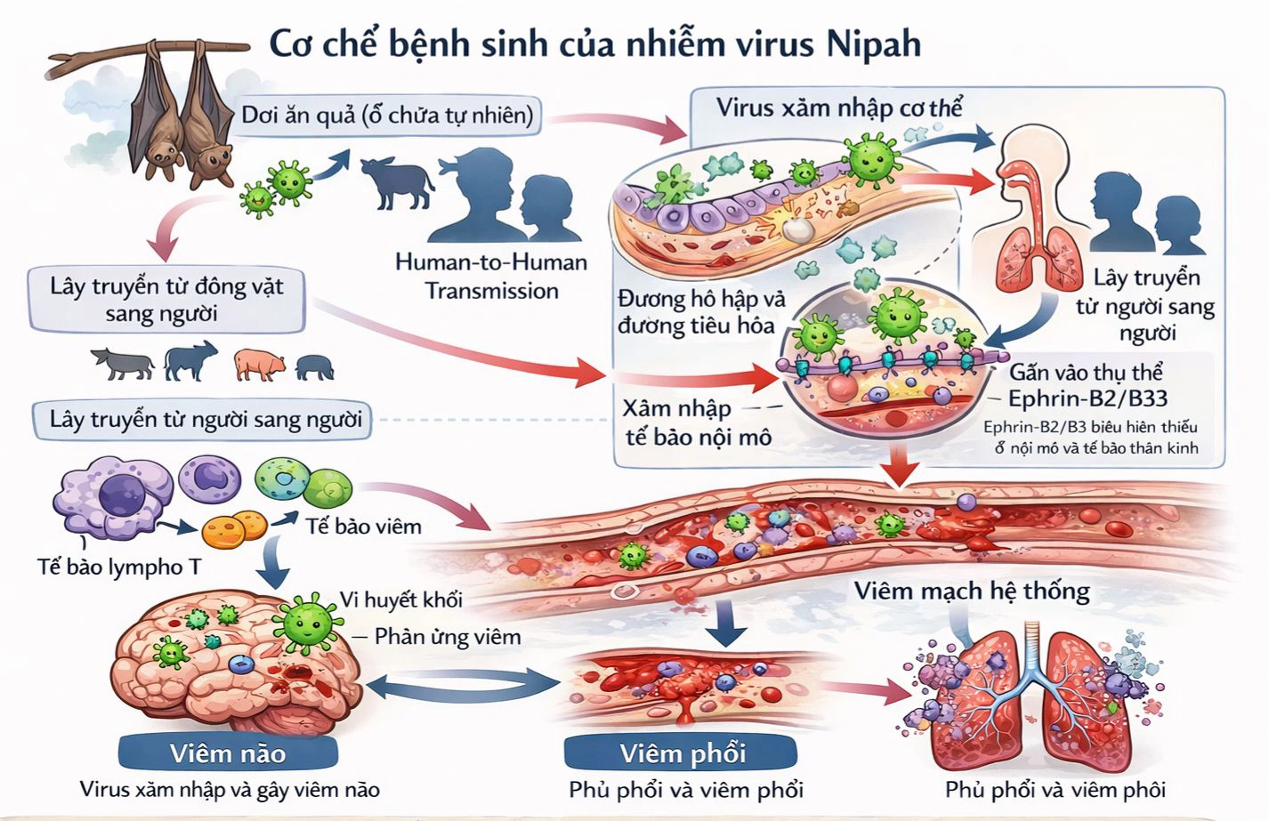 Virus Nipah - cơ chế gây bệnh và các biện pháp phòng ngừa 2